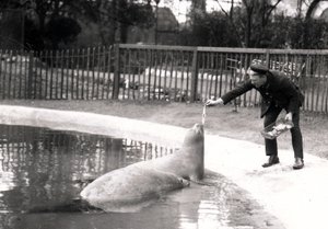 Éléphants de mer nourris par leur gardien, 1914 - Frederick William Bond